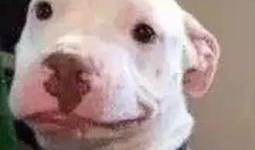 娱乐圈吃瓜小狗是谁,揭秘神秘网友背后的真实身份